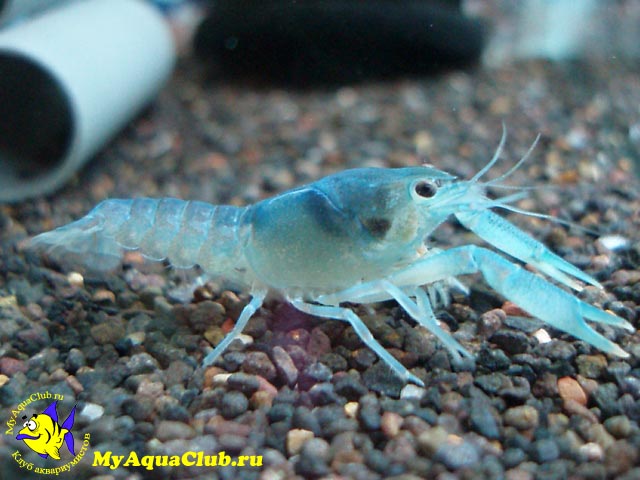 Голубой кубинский рак (Procambarus cubensis)