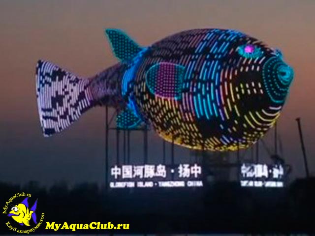 Китайцы построили огромное сооружение в форме рыбы Тетраодона