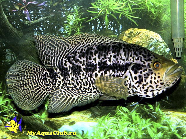 Цихлазома Манагуа (Parachromis managuensis)