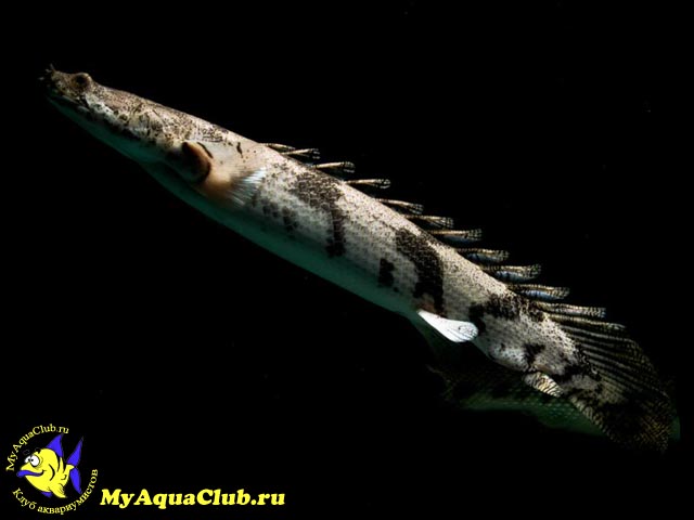 Конголезский многопер (Polypterus endlicheri congicus)