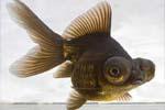 Золотая рыбка – Телескоп