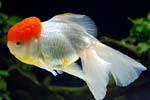 Золотая рыбка - Оранда Красная шапочка (Tancho Oranda)