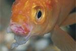 Колумнариоз - заболевания аквариумных рыб