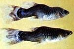 Рыбий туберкулез - заболевания аквариумных рыб