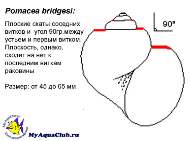 Улитка ампулярия - Pomacea bridgesi