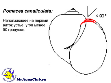 Улитка ампулярия - Pomacea canaliculata
