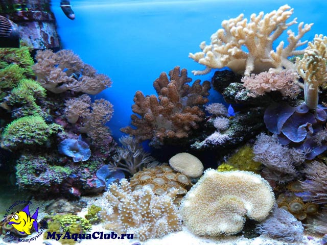 Виды морских аквариумов: Какой же аквариум выбрать?