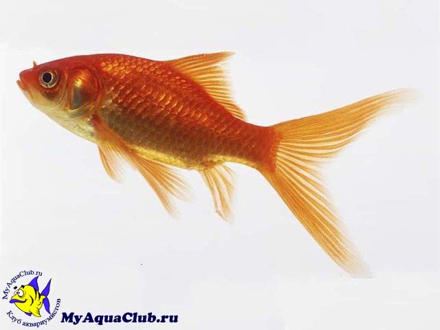 Золотая рыбка – Комета
