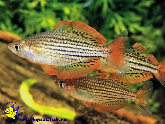 Меланотения радужная или Радужная рыбка (Melanotaenia maccullochi)