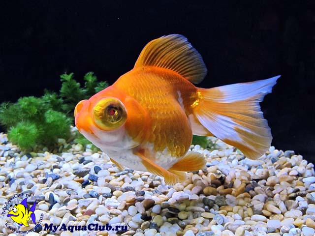 Золотая рыбка – Телескоп