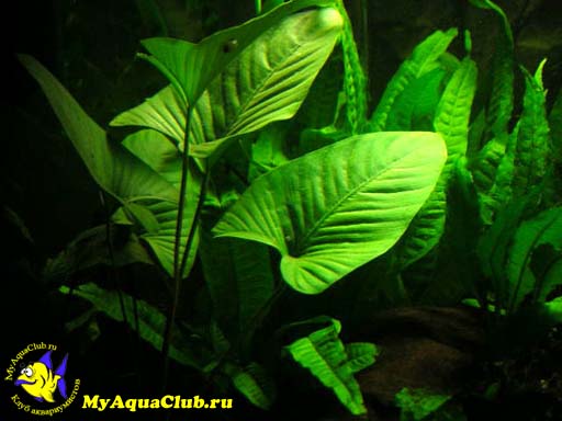  Анубиас грациозный (Anubias gracilis)