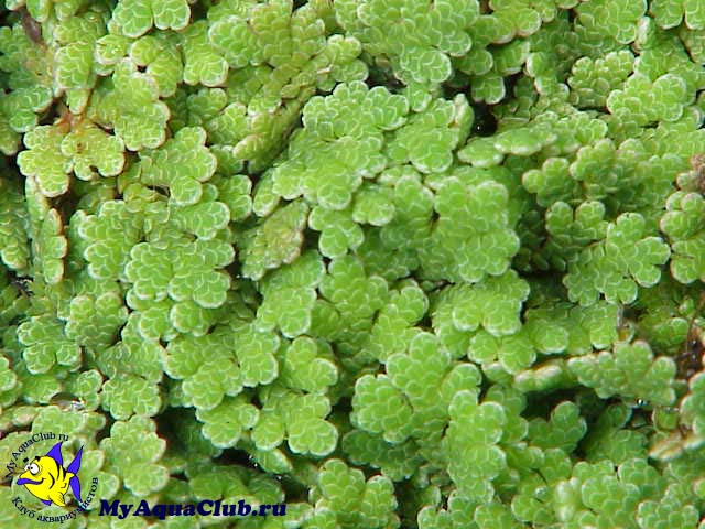 Азолла каролинская или водяной папоротник (Azolla caroliniana) - аквариумное растение, плавающее на поверхносте воды