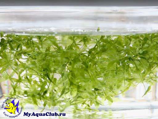 Ряска трехдольная (Lemna trisulca) - аквариумное растение, плавающее на поверхносте воды