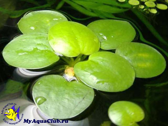 Лимнобиум побегоносный (Limnobium stoloniferum или Salvinia laevigata) - аквариумное растение, плавающее на поверхносте воды