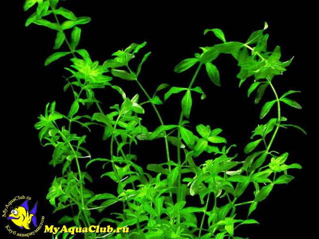 Микрантемум малоцветковый (Micranthemum Micranthemoides, Hemianthus micranthemoides)