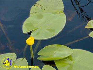 Кубышка желтая или Кувшинка (Nuphar lutea)