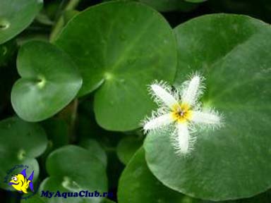 Болотноцветник Гумбольдта (Nymphoides humboldtiana, villacrisia humboldtiana) - аквариумное растение, плавающее на поверхносте воды