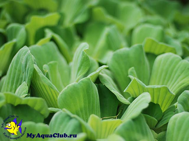 Пистия или Водяной салат (Pistia stratiotes) - аквариумное растение, плавающее на поверхносте воды