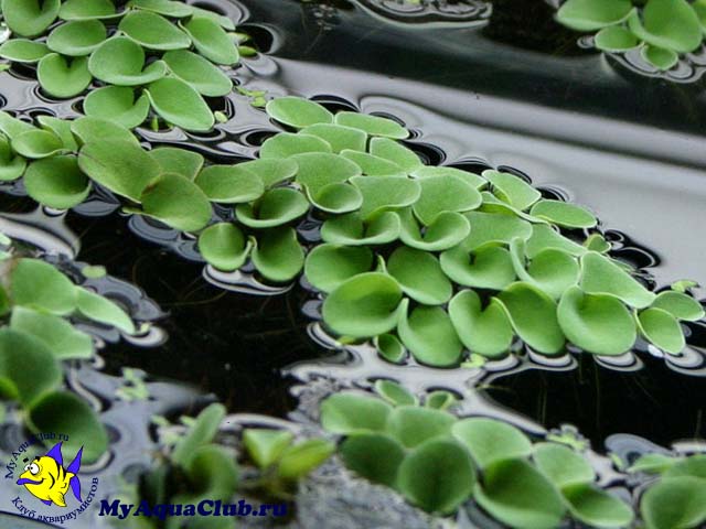 Сальвиния плавающая (Salvinia natans) - аквариумное растение, плавающее на поверхносте воды
