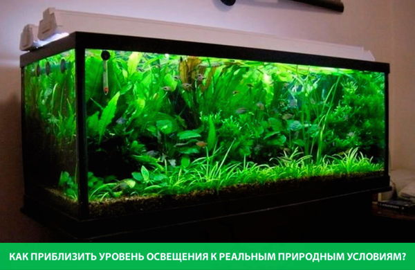 vybor-lamp-dlya-akvariuma-1