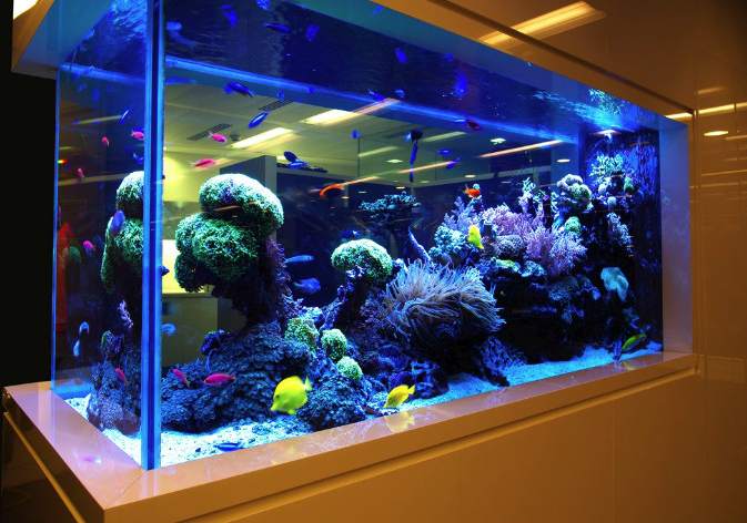 aquarium shirma 5