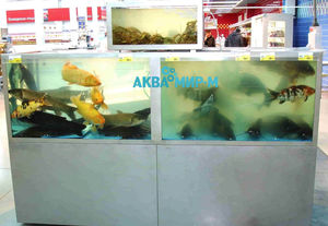 Аквариумы для_магазинов_живой_рыбы