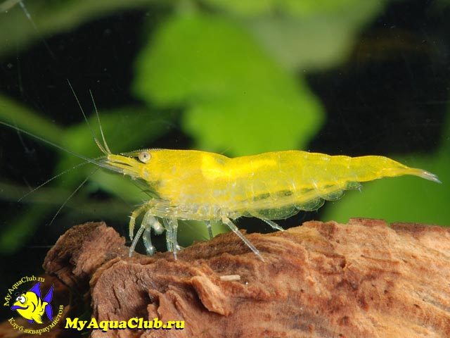 Креветка Желтая Жемчужина (Yellow shrimp, Neocaridina heteropoda var. Yellow)