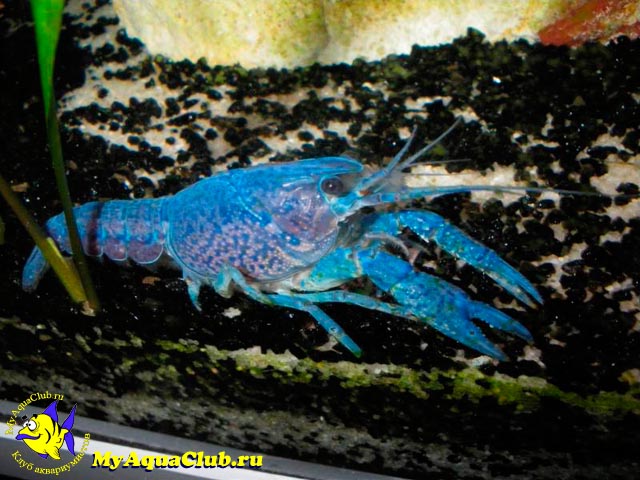 Флоридский синий рак (Procambarus alleni)