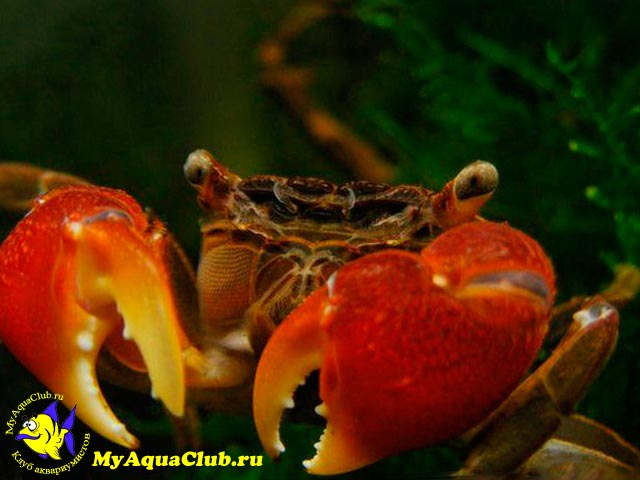 Аквариумный Красный мангровый краб (Pseudosesarma moeshi)