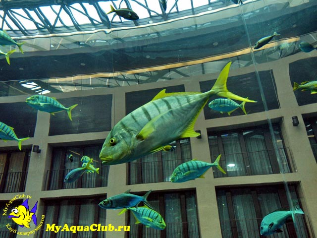 «АкваДом» — это один из крупнейших в мире аквариумов - Самые большие аквариумы мира