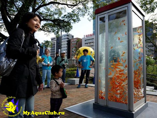 Аквариум в Телефонной будке на улицах Токио