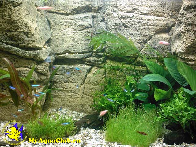 Оформление аквариума: коряги, камни, задний фон