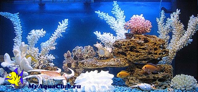 Стили оформления аквариумов - Псевдоморе