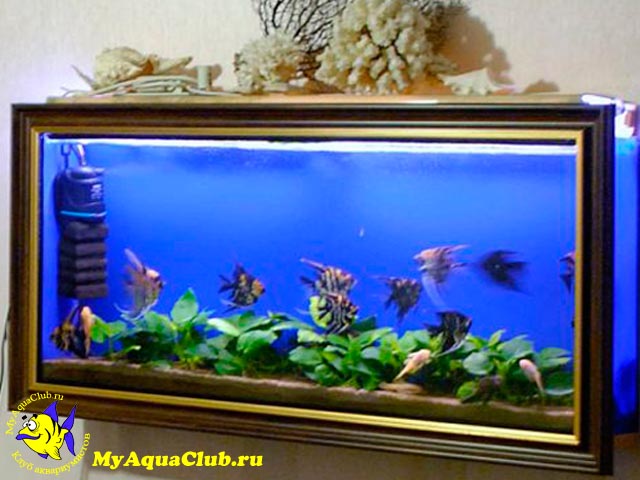 Как выбрать подходящий аквариум? - Аквариум Картина