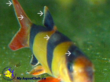 Белокожие (Pseudomonas dermoalba) - заболевания аквариумных рыбок