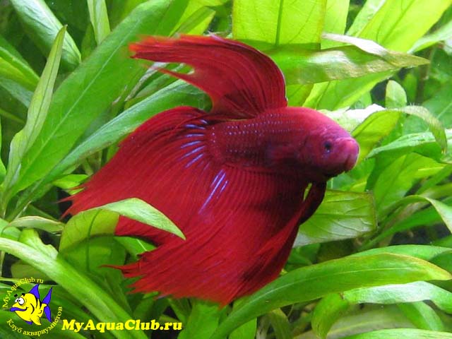 Красная рыбка петушок