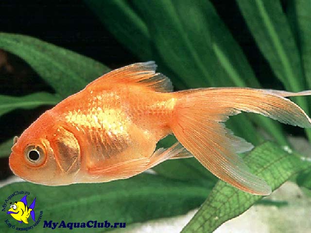 Золотая рыбка (Carassius auratus)