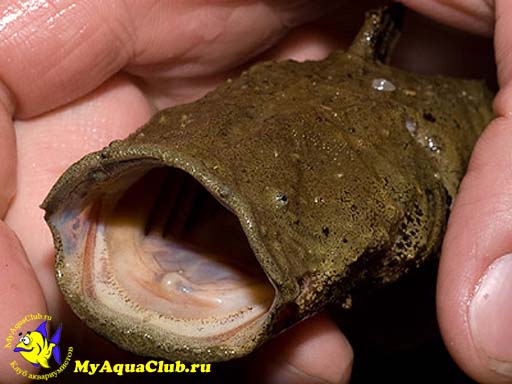 Хака или Сом - лягушкорот (Chaca Chaca)