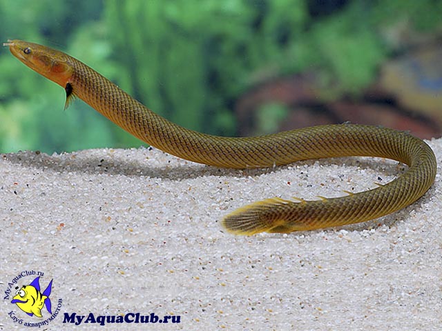 Каламоихт калабарский или рыба-змея (Erpetoichthys calabaricus)