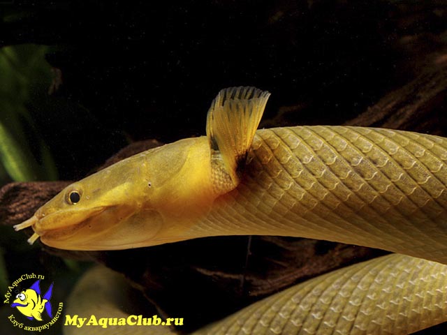 Каламоихт калабарский или рыба-змея (Erpetoichthys calabaricus)
