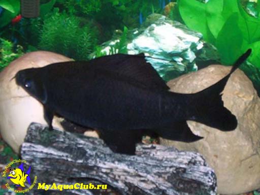 Лабео черный, черный морулис (Labeo chrisophecadion, Morulius chrysophekadion, Black shark)