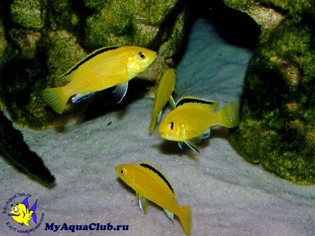 Лабидохромис Еллоу (Labidochromis caeruleus)