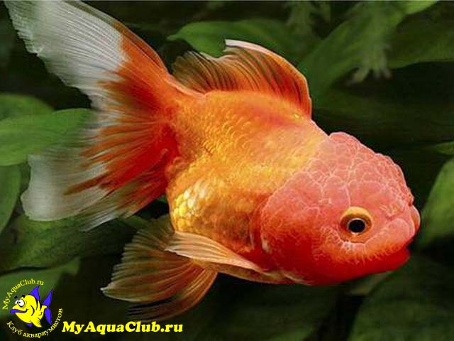 Золотая рыбка – Львиноголовка