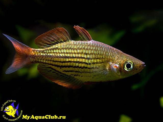 Меланотения радужная или Радужная рыбка (Melanotaenia maccullochi)