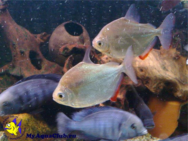 Метиннис обыкновенный, метиннис Шреймюллера, рыба-зеркало (Metynnis hypsauchen)