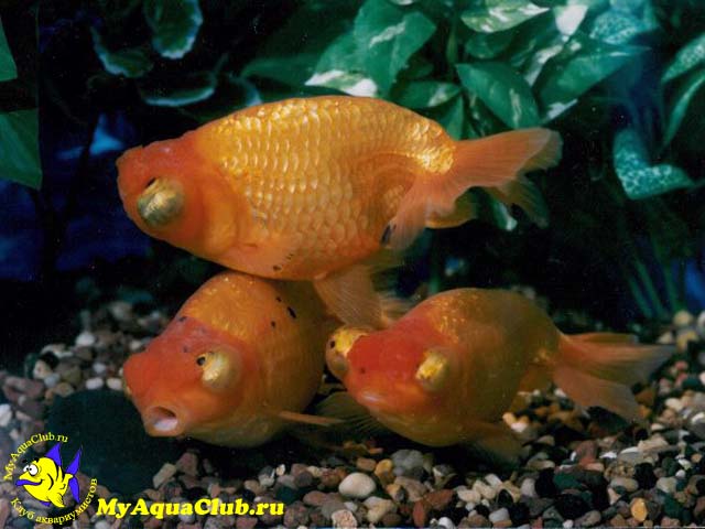 Золотая рыбка – Звездочет или небесное око