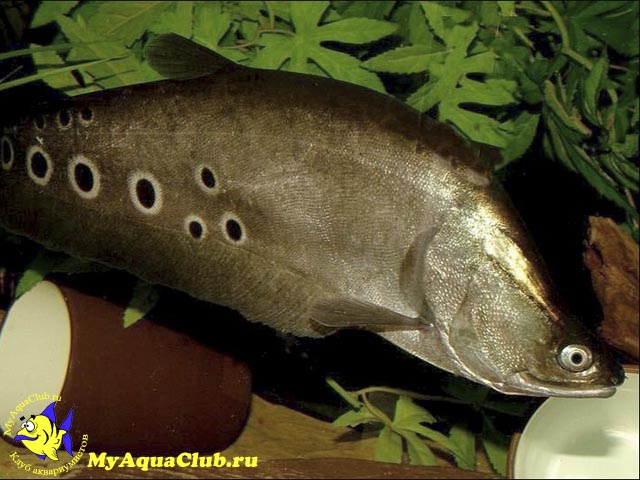 Нож-читала глазчатый (Notopterus chitala)