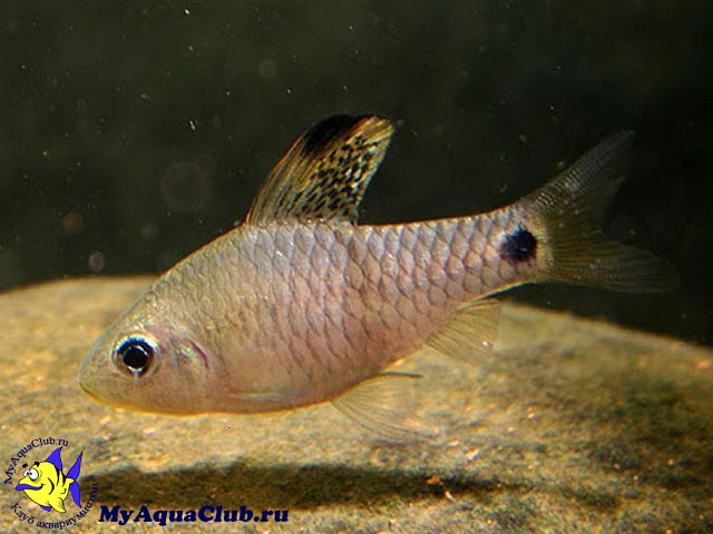 Фото Барбус козуатис (Oreichthys crenuchoides, Puntius cosuatis)