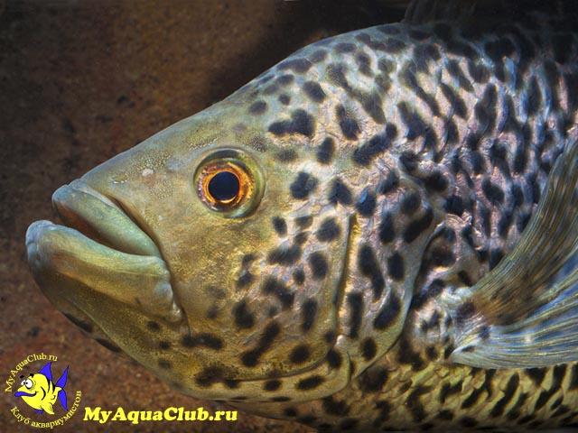 Цихлазома Манагуа (Parachromis managuensis)