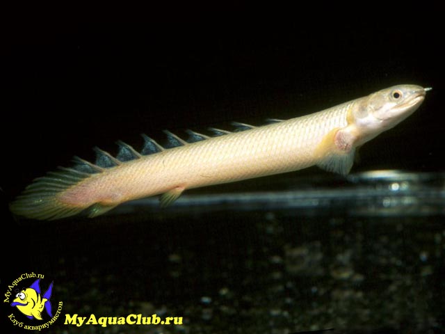 Полиптерус сенегальский (Polypterus senegalus)